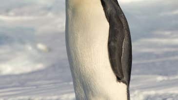 Diminishing Days for Emperor Penguins