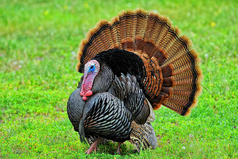 Why Some Male Turkeys Are So Damned Sexy