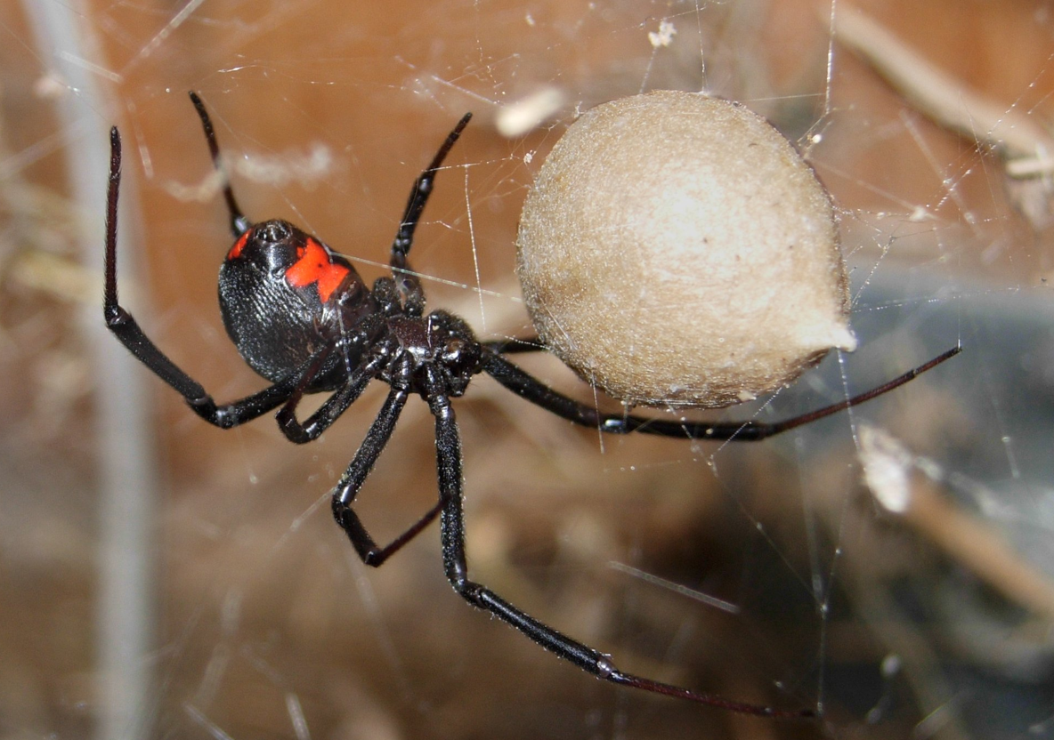 Black Widow Spiders Would Rather Not Bite You Or Beck