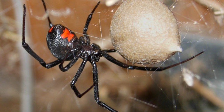 Black Widow Spiders Would Rather Not Bite You Or Beck