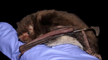 Going Batty For Science