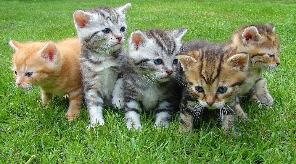 One orange kitten, two grey kittens, two brown kittens