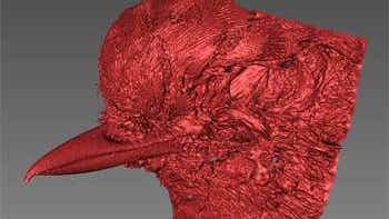 Researchers Seek Citizen Scientists To Scan The Beaks Of Every Bird Species On The Planet