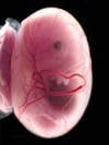 This 13-day-old embryo is a very very very fine mouse. Mice usually deliver their pups after just 19 days of gestation, so the youngster pictured here is not far from popping out of his mom and looking something like <a href="https://en.wikipedia.org/wiki/Image:Baby_mice.jpg">this</a>. You can see a well-developed eye in the middle of this picture, as well as a tiny paw directly below the head and a faint hint of a tail at the bottom.