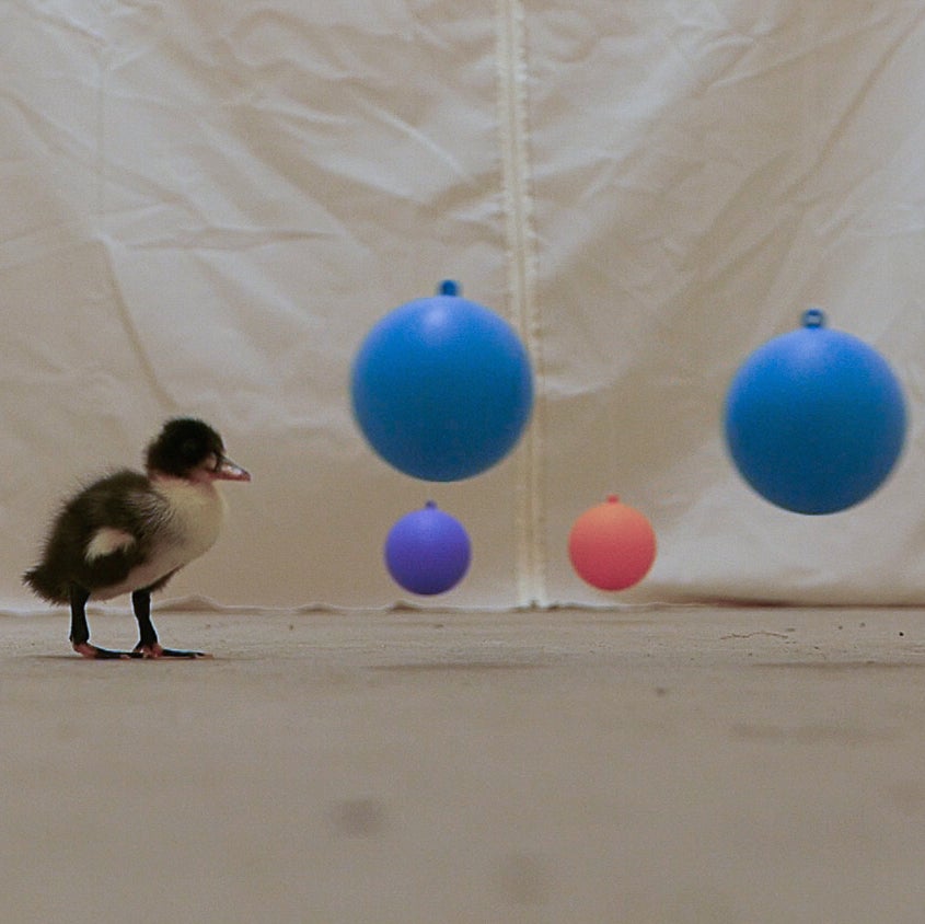 A duckling looks at several different colored balloons.