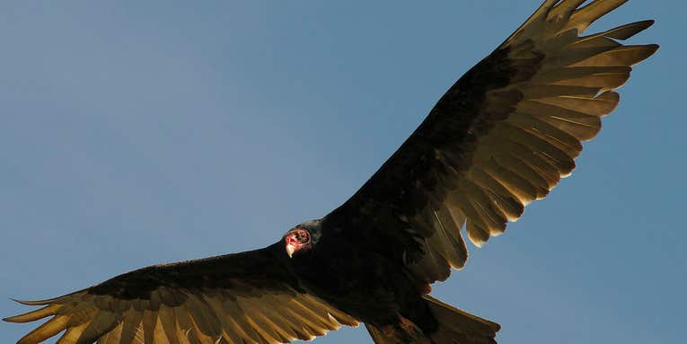 Gas Leaks Are Designed To Attract Turkey Vultures