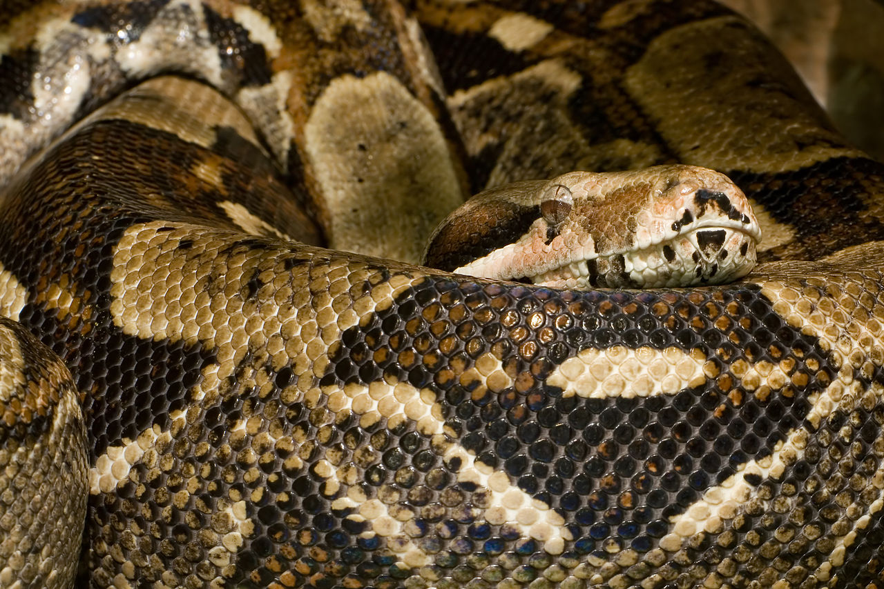 Finding Out How Boa Constrictors Kill (It’s Not How You Think)