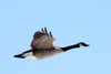 canadian goose flying in blue sky