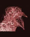 pigeon CT scan