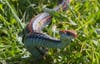 San Francisco Garter snake