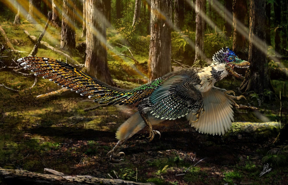 A farmer in the Liaoning Province of northeastern China discovered a majestic 125-million-year-old <a href="http://www.nature.com/srep/2015/150716/srep11775/full/srep11775.html">feathered dinosaur</a> fossil that is a new species and cousin of the Velociraptor. The dino was about five feet long with extensive plumage, claws, and sharp teeth, but its arms were likely too short to be able to fly. Researchers named the remarkably preserved species <a href="http://phenomena.nationalgeographic.com/2015/07/16/paleo-profile-zhenyuanlong-suni/">Zhenyuanlong suni</a> — "lóng" means "dragon" in Chinese. "Our discovery of Zhenyuanlong indicates that there is an even higher diversity of feathered dinosaurs than we thought," study Lead Author Junchang Lü, of the Institute of Geology, Chinese Academy of Geological Sciences, said in the <a href="http://www.eurekalert.org/pub_releases/2015-07/uoe-fco071415.php">press release</a>. "It's amazing that new feathered dinosaurs are still being found."