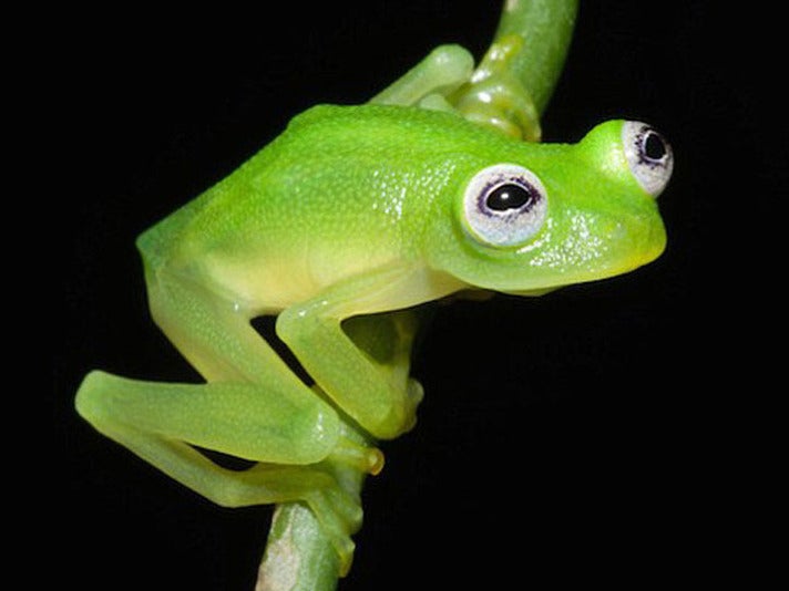 In Costa Rica, researchers have discovered a <a href="http://mashable.com/2015/04/20/new-frog-that-looks-like-kermit/?utm_campaign=Mash-Prod-RSS-Feedburner-All-Partial&amp;utm_cid=Mash-Prod-RSS-Feedburner-All-Partial&amp;utm_medium=feed&amp;utm_source=feedly">new species of frog</a>, and it looks remarkably similar to everyone's favorite Muppet. Dr. Brian Kubicki, who took the photograph, named the Kermit lookalike "Hyalinobatrachium dianae" after his mother, Janet Diana Kubicki.