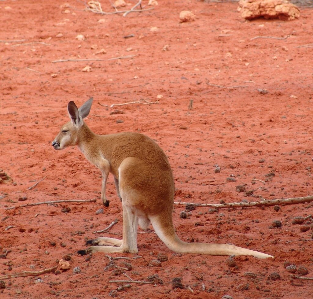 "kangaroo"