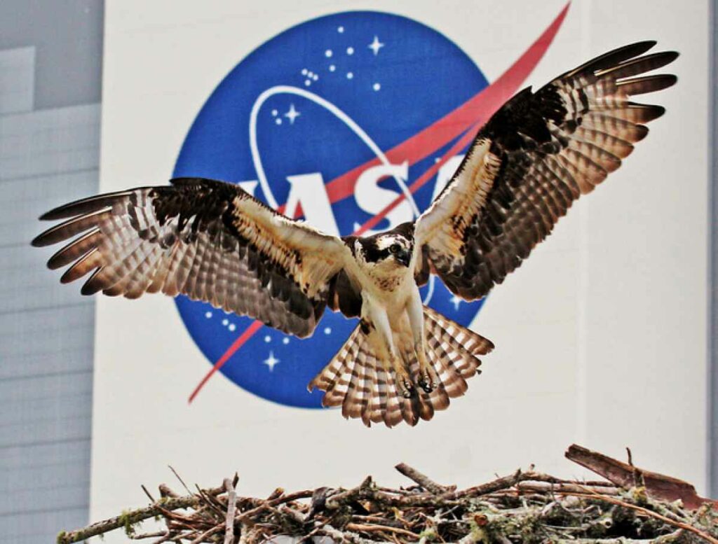 Cleverly timed picture of Osprey in front of NASA logo results in super patriotic photo. <em>From May 9, 2014</em>