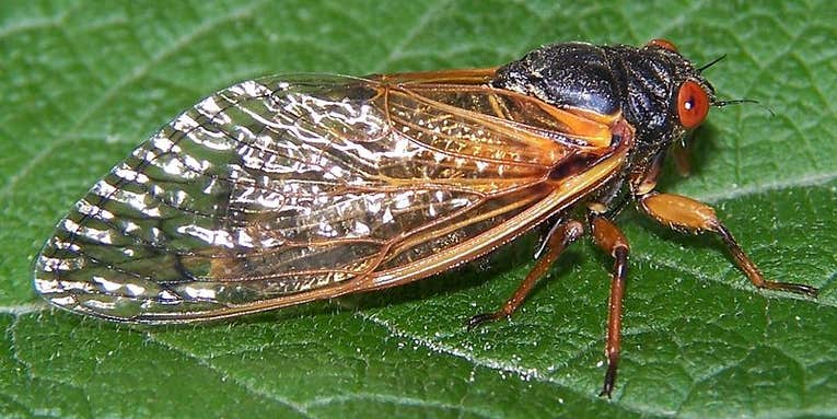 Radiolab Wants Your Help To Track The Once-Every-17-Year Cicada “Swarmageddon”