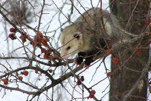 The only marsupial in North America, the opossum as we know it is in fact one of the most recent marsupials to evolve, which would seem to disqualify it from this list. But as far as the living-fossil moniker is concerned, the opossum can be included under its umbrella because it has retained many of the features of the earliest known marsupials and so bears a close relation. What is most curious about the animal—and is the source of the phrase "playing possum"—is its involuntary reaction when it's threatened to a significant degree. The animal literally forces itself to the edge of a coma from which it is unable to awake for hours, meanwhile emitting a foul smell to discourage predators hunting for live prey.