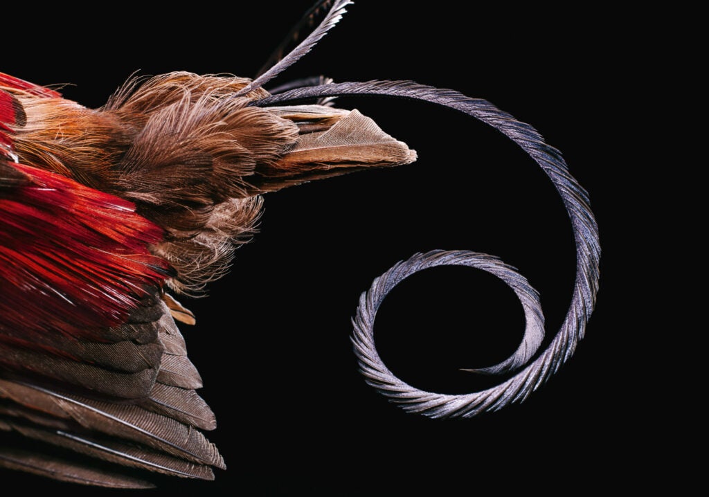 The wilson's bird-of-paradise feather is a beautiful curlicue