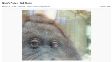 Nonja the Orangutan Tagged a Photo Of You On Facebook