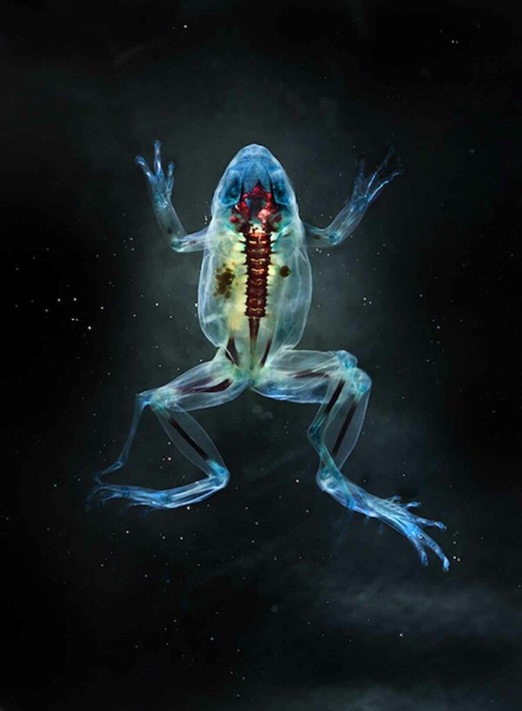 Brandon Ballengée takes surprisingly beautiful x-ray images of deformed frogs, like this leggy fellow. <em>From February 28, 2014</em>