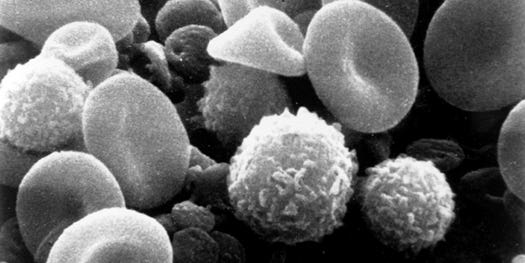 Synthetic Nano-Platelets Added to Blood Cut Healing Time in Half