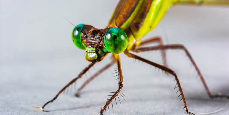 Female dragonflies feign death to avoid sex