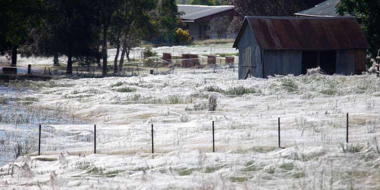 Hordes Of Spiders Are Raining Down On Australia Right Now