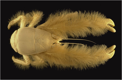 First Complete Census of Marine Life Catalogs Yeti Crab, Darth Vader Jelly, and 6,000 More