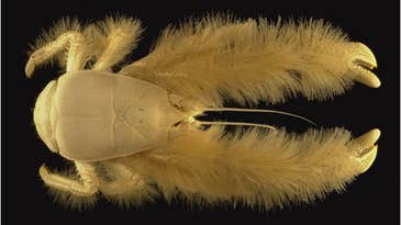 First Complete Census of Marine Life Catalogs Yeti Crab, Darth Vader Jelly, and 6,000 More