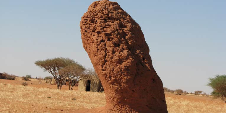 Termites Engineer Solar-Powered Ventilation Into Their Mounds