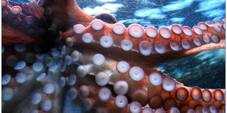 A ‘male’ octopus surprised its keepers with a cloud of 10,000 babies