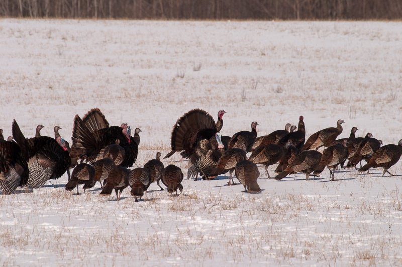 a flock of wild turkeys