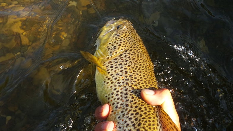 Releasing A Large Brown Trout