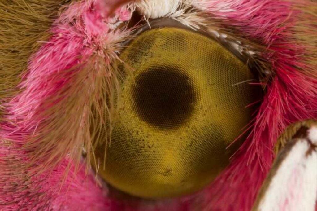 This is the eye of the hawkmoth, a native of Europe and Asia. Its body is brightly colored in browns, yellows and pinks even though the hawkmoth doesn't take flight until late at night. But it turns out that the hawkmoth has some of the best nocturnal vision of any animal. It is able to distinguish a wide array colors at night, conditions under which humans would be totally blind. <a href="https://www.popsci.com/gallery/high-flying-rocket-plumes-and-other-amazing-images-week/"><em>From July 11, 2014</em></a>