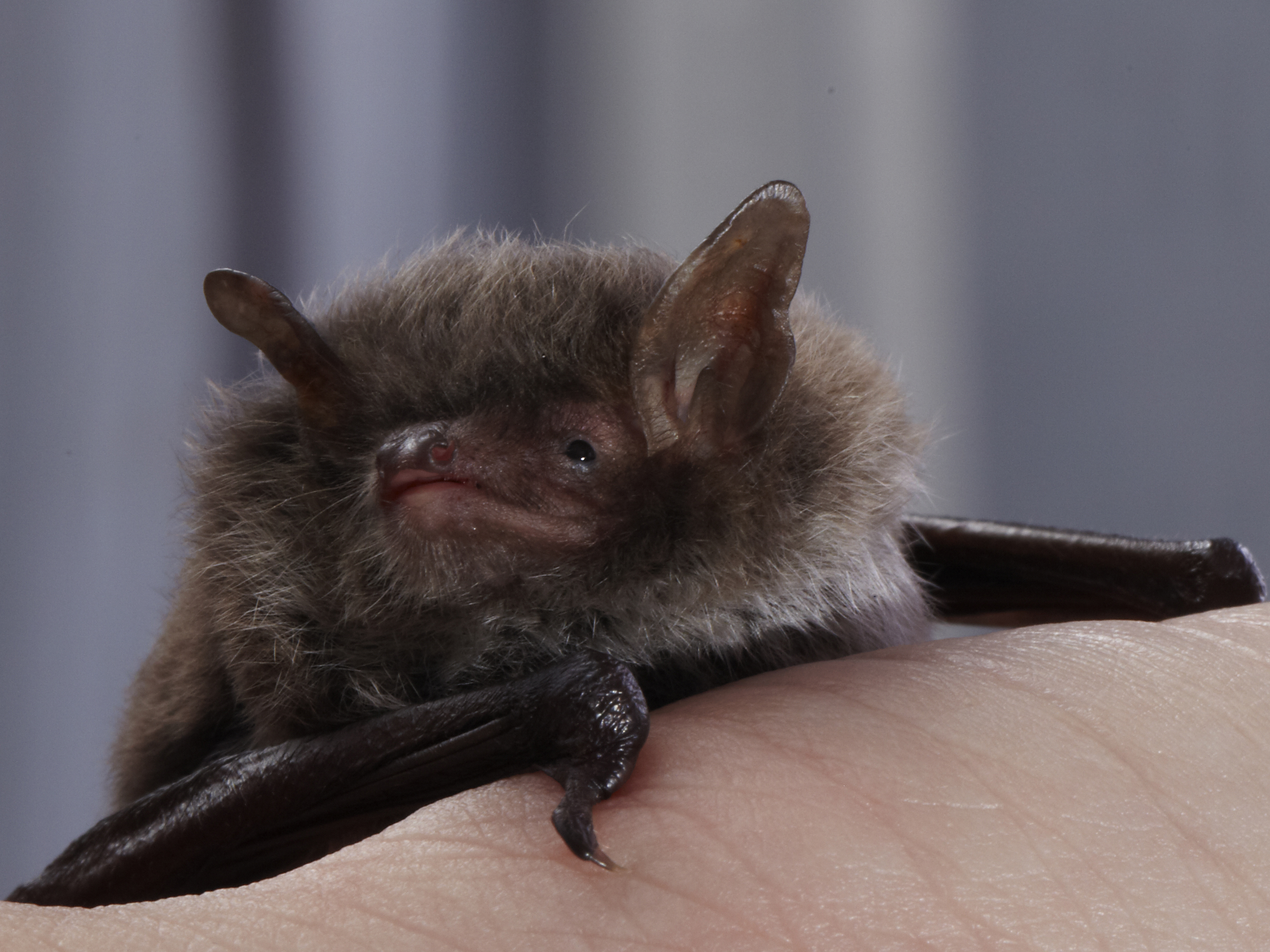 Bats Have Unique Superfast Squeak Muscles to Make Superfast Echolocation Calls