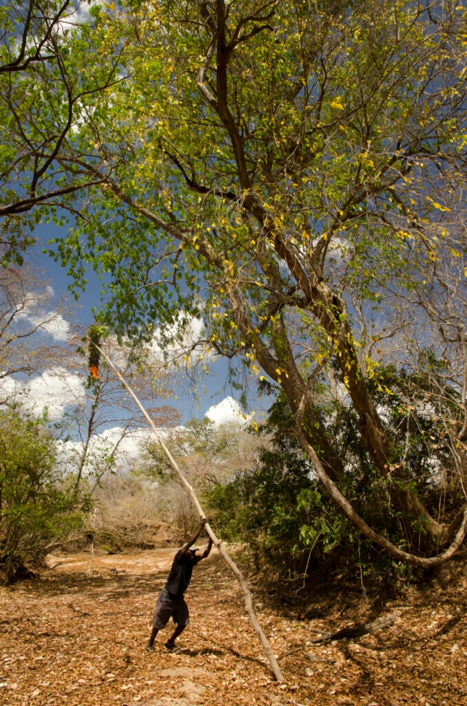 Yao honey-hunter Orlando Yassene hoists a bundle of burning dry sticks and green leaves up to a wild beesâ nest in the Niassa National Reserve, Mozambique, in order to subdue the bees before harvestin