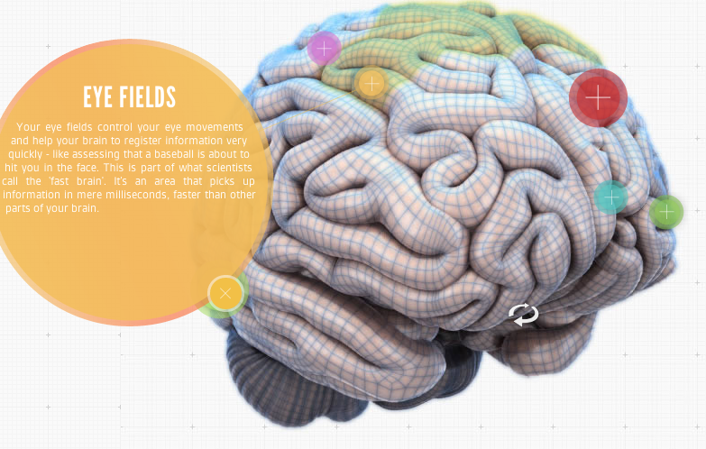 An Interactive Map Of The Brain