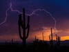 lightning behind desert cactus