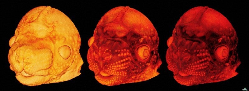 These three alien heads all represent 3D images of a developing embryonic mouse head. The images were created using 3D reconstruction of high resolution episcopic microscopy (HREM) data. Computer software can be used to visualize or highlight different structures within the head. [<a href="http://www.wellcomeimageawards.org">Wellcome Image Awards</a>]