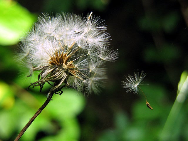 The fluffy bristles on a dandelion seed act like a tiny parachute.