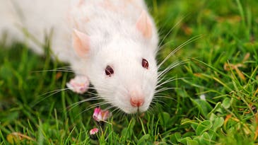 This Is Why It’s A Mistake To Cure Mice Instead Of Humans