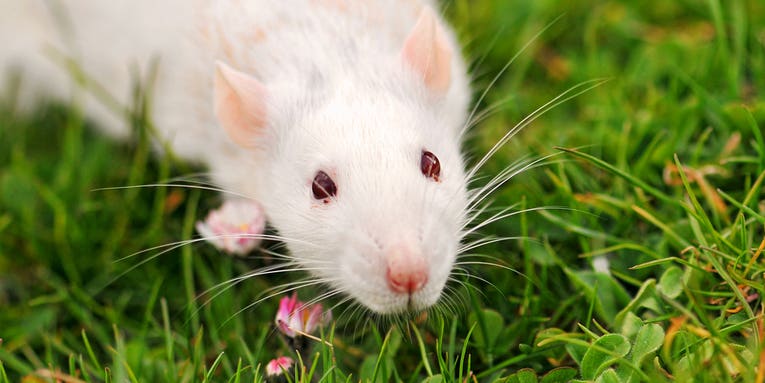 This Is Why It’s A Mistake To Cure Mice Instead Of Humans
