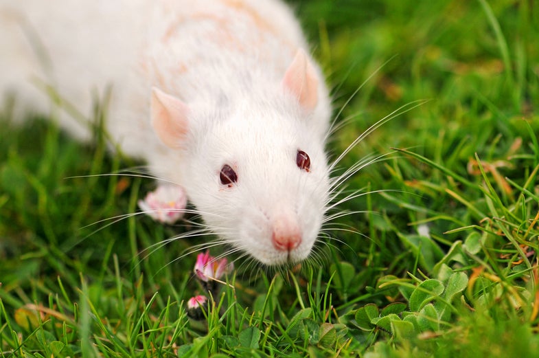 Mice Get Smarter After Scientists Inject Them With Human Brain Cells