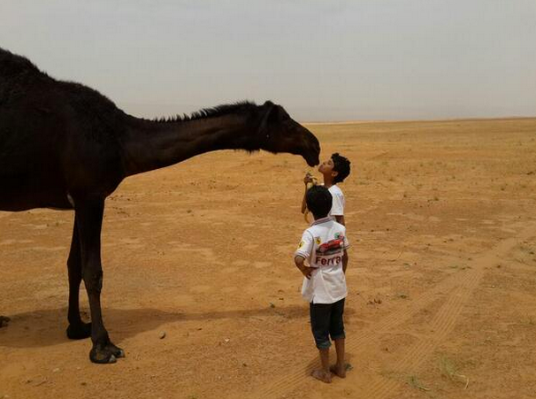 Why People Are Kissing Camels On Social Media