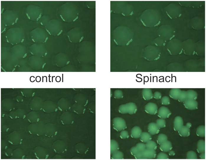 New Fluorescent ‘Spinach’ Molecule Illuminates Inner Workings of RNA