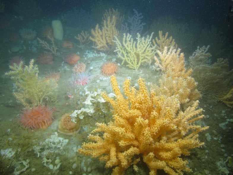 Coral garden habitat in Western Jordan Basin. Sea fans, sponges, and anemones cover the rocky ridge. (Photo courtesy of Peter Auster)