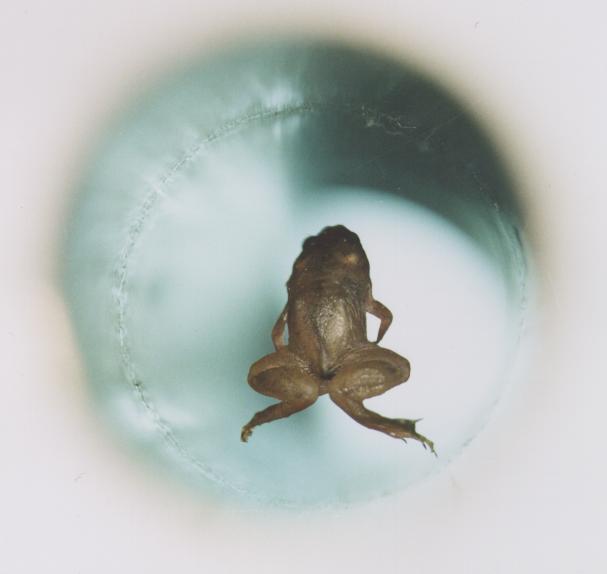 Small frog floating in a white cylinder, which is viewed top-down.