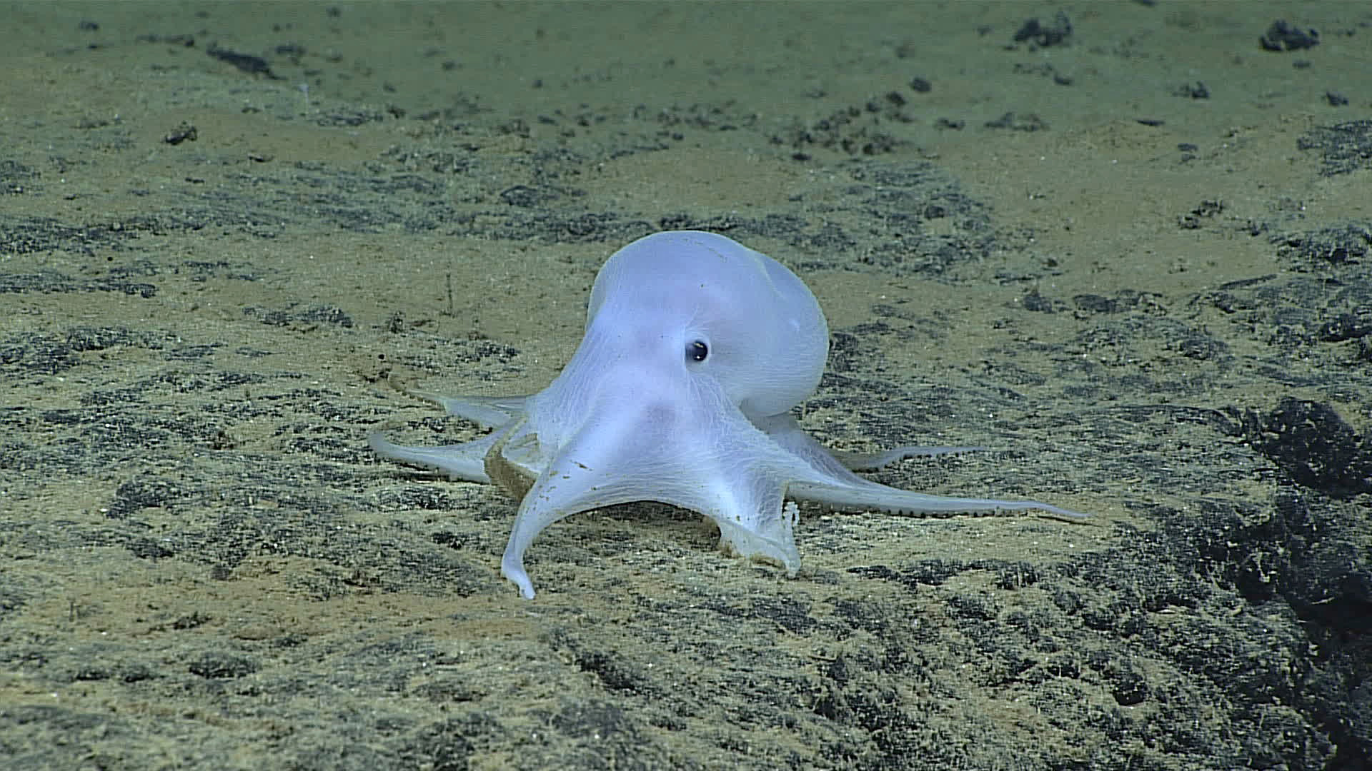 The adorable ‘Casper’ octopod could be killed off by deep-sea mining
