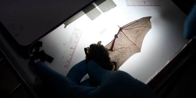 White Nose Syndrome In Bats Could Yield Clues About AIDS