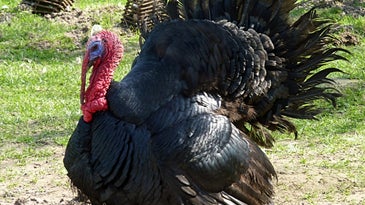 DNA Sequencing Could Make Turkeys Happier And Tastier