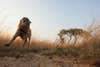 This is Pepin, a dog on a mission in the Serengeti.
